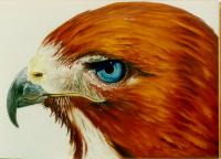 Blue eyed hawk oil painting Richard Montross