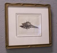 Dell Weller limited edition etching of a shell  titled Murex 6 out of 150