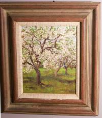 Bernard Lennon apple trees in blossom Conn c1960