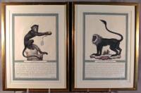 French monkey engravings Jacques de Seve c1749