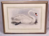 Edward Lear Domestic Swan Lithograph