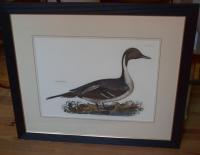 Common Pintail copper plate duck etching by Robert Mitford