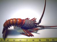 Japanese La Langouste sculpture