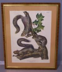 Migratory Gray Squirrel New York J.J. Audubon c1884