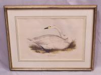 Edward Lear Bewick