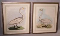 Pair of P J. Selby Swan Copper Engravings