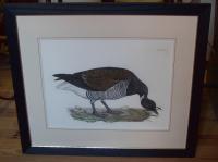 Brendt Bernicle copper plate goose etching XLV by John Selby