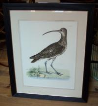 Long Billed Curlew shore bird etching by R Mitford plate XIII